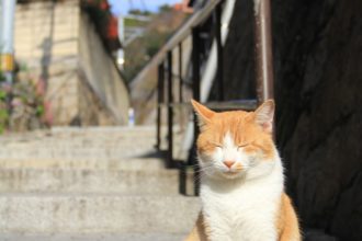 かわいい猫に癒される 尾道てくてく日帰り旅 旅のしおり 社員旅行行程 デートプラン作成共有 旅っち